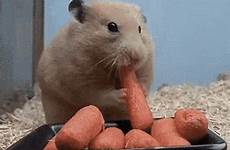 gif deepthroat hamster gifs eating tenor