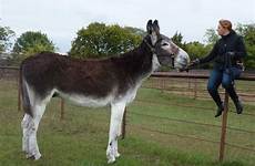donkey mammoth ezel rassen tallest tall petkeen guinness romulus certified