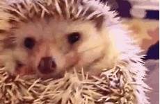 reacting hedgehogs adorably tickled getting