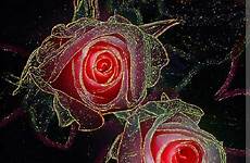 roses scintillante hermosos mirta fractal
