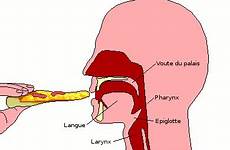 swallowing phase mouth gif deglutition food oral phases preparation stage