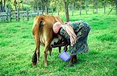 milked being milking woman african stock royalty cow