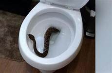 toilet rattlesnake
