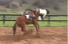 horse gif funny riding horses horseback gifs giphy animated equestrian search tweet