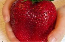 truskawka strawberries gigant nasiona truskawki nasionka heirloom