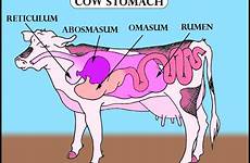 stomach chambers rumen ruminant ruminating biology compartment mammals