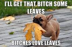 bitches leaves dogs funny dog bitch play cute aww valentine leaf bulldog playing french animals puppy rape murder into turn