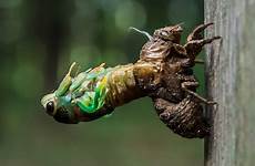 cicada molting molt gonsalves