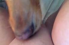 dog pussy licking eating her mood humping cunt