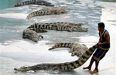 crocodile caption