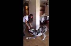 dog girl playing huge