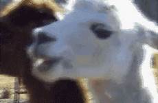 random gifs gif funny comments so lol animated person animal chewing