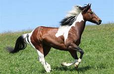 horse paint american horses brown quarter animals breed ufaw color breeds bay