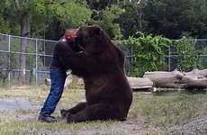 bear human friend hug animal cuddling brown big thats his rescue proper tactile wildlife centre stop now he 400lb nuzzling