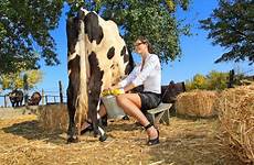 cow milking woman dreamstime stock