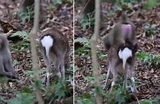 monkey deer sex making bonnefoy alexandre having metro scientists footage first scientific breakthrough