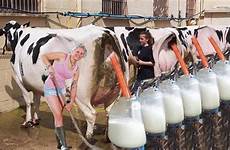 milking cow stihl