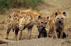 hyena adaptations clitoris animal kingdom tricky birthing already howstuffworks