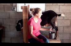 goats goat milking milk dairy homestead farm animals hand prairie keeping
