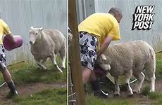 sheep aggressive man shows