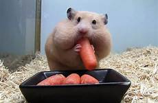 hamster hamsters stuffing fat funny big faces acid picdump collection face eating their stupid caught world barnorama dedicated adorable gluttony