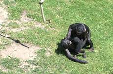 bonobo monkeys mating