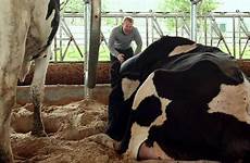 cow cows milk do dairy tipping make big grow humans organs sexual