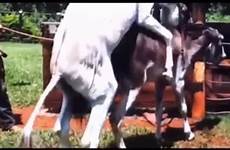 donkey horse mating white