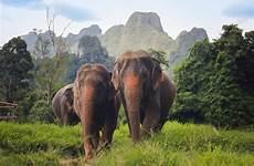 khao sok elephants