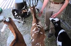 goats zoo toronto