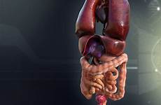organs human male internal 3d model anatomy cgtrader people