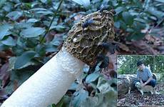 penis mushrooms