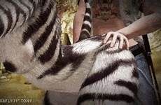tumblr zebra