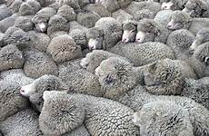 wildlife farming newzealand herd sheeps mammal sheep pxhere domain public