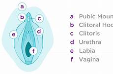 anatomie lunette reproductive vulva infographics