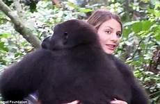 gorilla tansy apes gorillas 300lb reunited gabon primate howletts recollection encounter