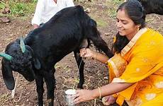 goat milking indian women village vlogs beautiful