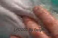 dolphin animals sea man dick sucking having zoophile zoo videos video playful fun zootube1