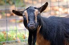 goat nigerian dwarf