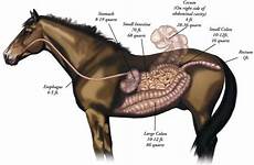 horses stomach digestive colic horse tract ulcers