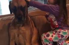 her dog girl great dane young giving mouth other video checking budding ears then patient article nala ear fluids youngster