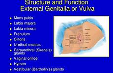 female function structure vulva system labia majora external pubis mons genitalia genitourinary minora vaginal glands orifice frenulum clitoris ppt powerpoint