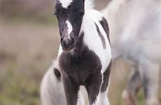 foal fohlen foals pferde chevaux bébé tinker pferd mignons poulains fuzzy