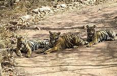 ranthambore safari tiger excursion mission single crowds avoid featured