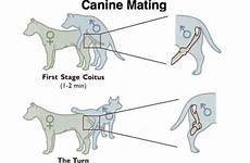 mating canine reproduction reproductive kawin anjing organs proses coitus breeding vulva hond hormones pregnancy bitch mounts bezoeken swelling breedingbusiness