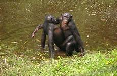 gay animals bonobos