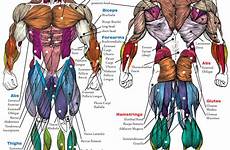 bodybuilding evans anatomy anatomie sculpting