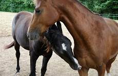 horse mating close horses mare stallion stock