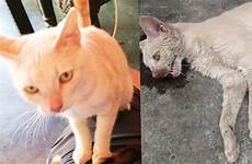 zoofilia gato abuso judicial oronoticias