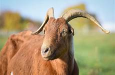 farm goat goats animals sanctuary do racecar farmsanctuary